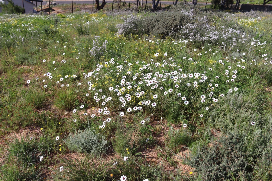 0 Bedroom Property for Sale in Britannica Heights Western Cape